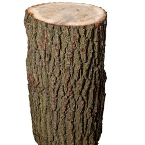 Billot aus Eichenholz, Höhe 80 Zentimeter